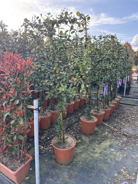 Trachelospermum Jasminoides Frame On Stem / C25 - 190cm-Easy Garden Centre