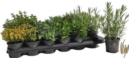 Herb Mix / P8 - 20cm-Easy Garden Centre