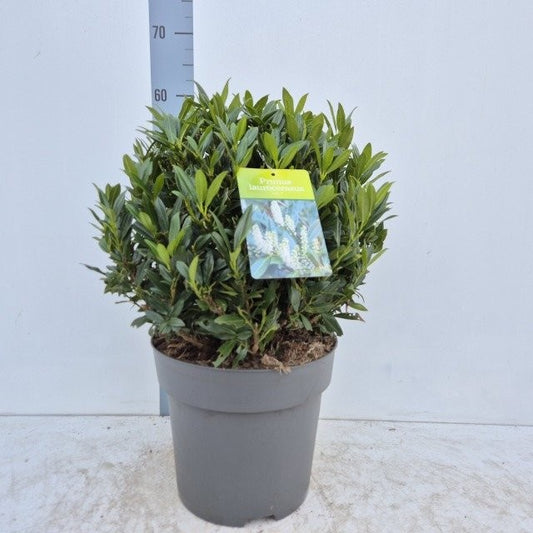 Prunus Laurocerasus Gajo Ball / C15 - 60cm-Easy Garden Centre