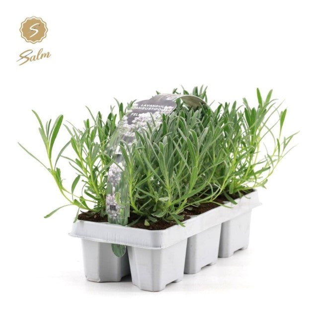 Lavandula Angustifolia White 6-Pack / P9 - 20cm-Easy Garden Centre