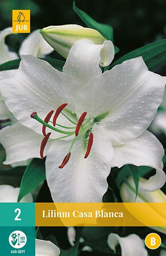 2 Lilium Casa Blanca