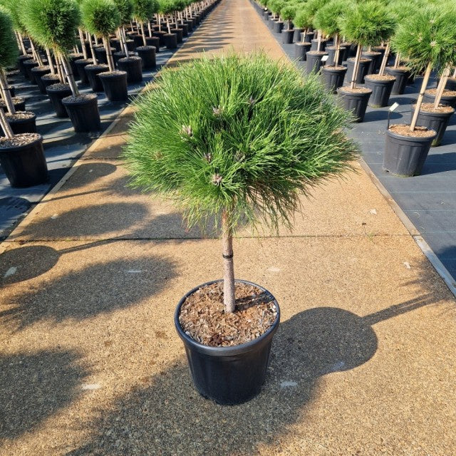 Pinus nigra Marie Bregeon Standard / C18 110cm-Easy Garden Centre