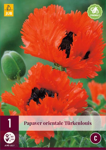 1 PAPAVER ORIENTALE TÜRKENLOUIS