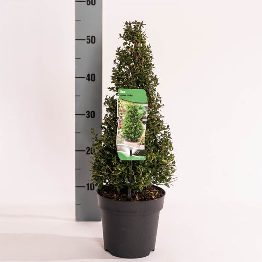 Ilex Crenata Stokes Cone / C2 - 50cm-Easy Garden Centre
