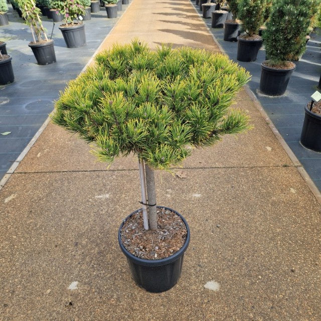 Pinus Mugo Carstens Wintergold / C18 82cm-Easy Garden Centre