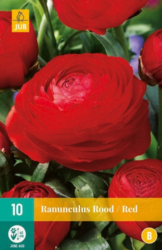 10 Ranunculus Red