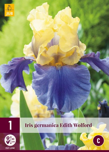 1 IRIS GERMANICA EDITH WOLFORD