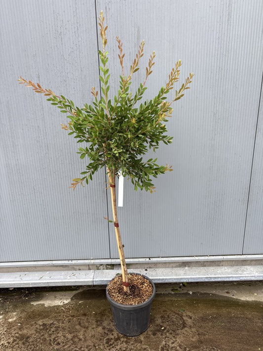 Callistemon Laevis Stam / C15 - 140cm-Easy Garden Centre