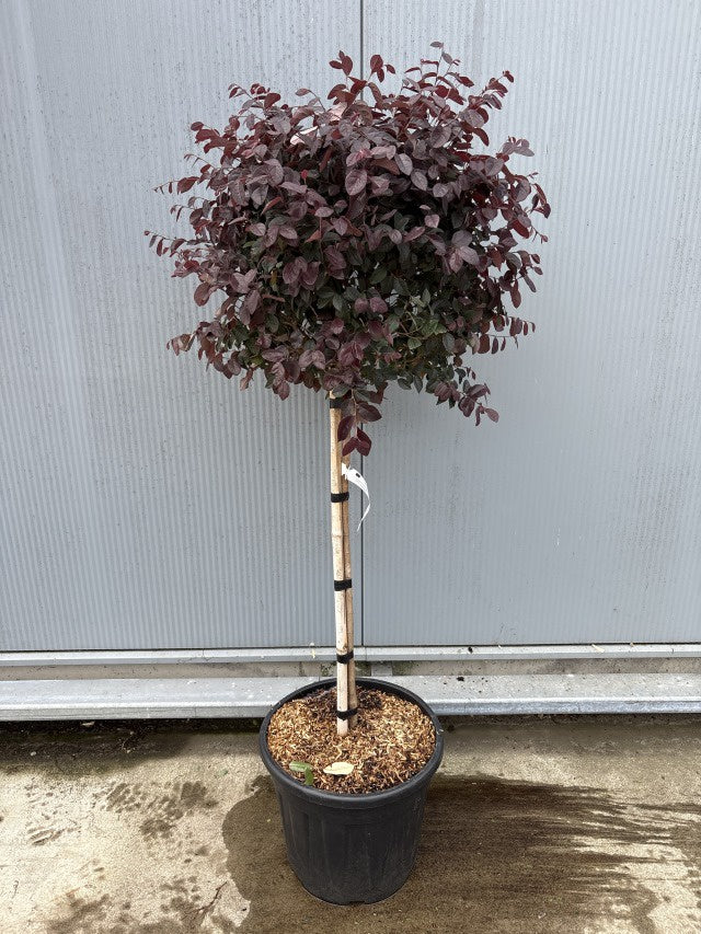 Loropetalum Chinense Black Pearl Stam / C30 - 160cm-Easy Garden Centre
