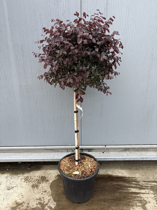 Loropetalum Chinense Black Pearl Stam / C30 - 160cm-Easy Garden Centre