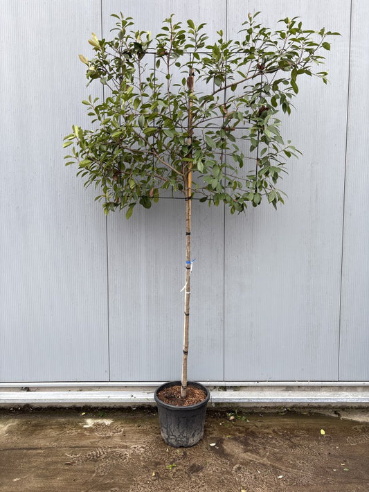Photinia Fraseri Red Robin Frame On Stem / C45 - 250cm-Easy Garden Centre