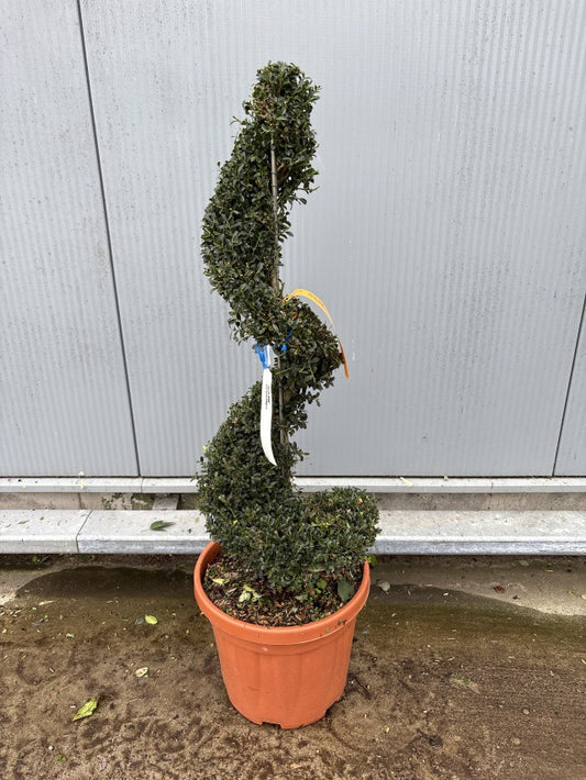 Ilex Crenata Kinme Spiral / C18 - 110cm-Easy Garden Centre