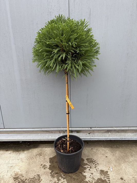 Cryptomeria Japonica Globosa Nana Stem / C25 - 180cm-Easy Garden Centre
