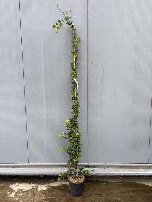 Trachelospernum Jasminoides / C9 - 230cm-Easy Garden Centre