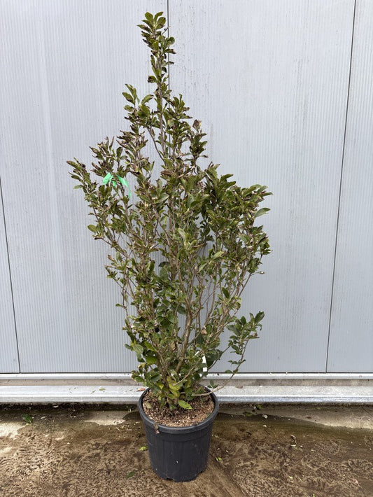 Magnolia Susan / C35 - 230cm-Easy Garden Centre
