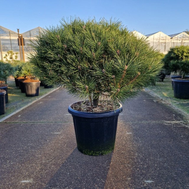 Pinus Nigra Brepo / C25 65cm-Easy Garden Centre