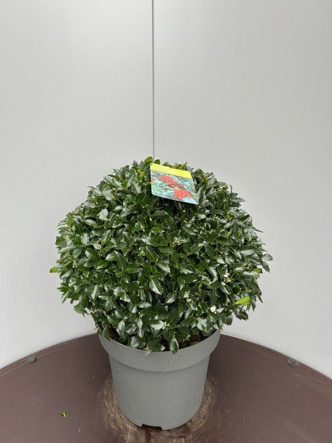 Ilex Meserveae Blue Maid / C15 - 70cm-Easy Garden Centre