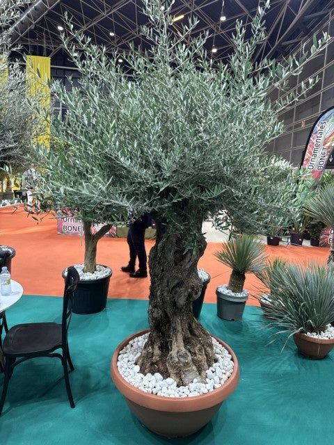 Olea Europaea Bonsai Bowl / C160 - 230cm-Easy Garden Centre