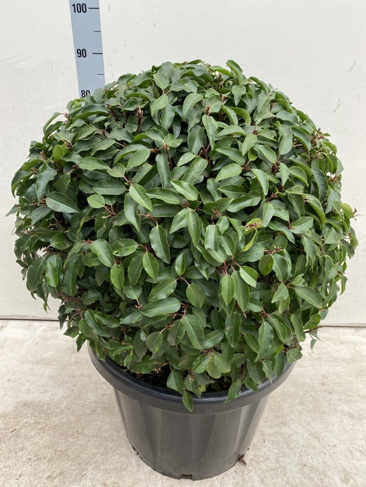 Prunus Lusitanica Angustifolia Ball / C45 - 95cm-Easy Garden Centre