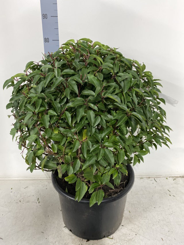 Prunus Angustifolia Ball / C20 - 75cm-Easy Garden Centre