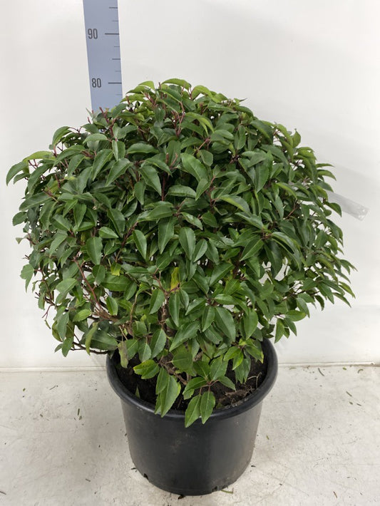 Prunus Angustifolia Ball / C20 - 75cm-Easy Garden Centre