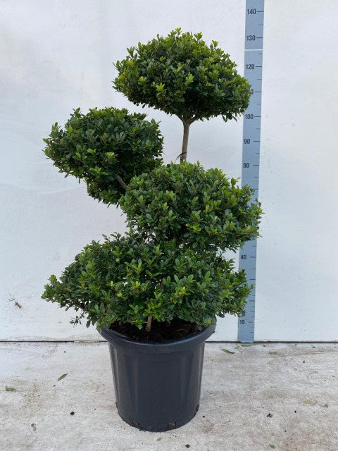Ilex Max Kanehirea Bonsai Small / C25 - 130cm-Easy Garden Centre