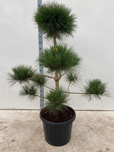 Pinus Nigra Nigra Bonsai / C45 180cm-Easy Garden Centre