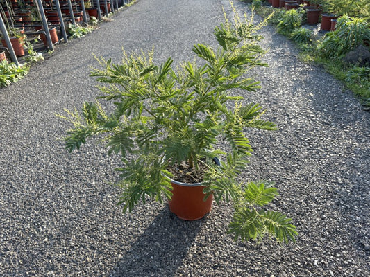 Mimosa Gaulois Bush / P19 - 50cm-Easy Garden Centre