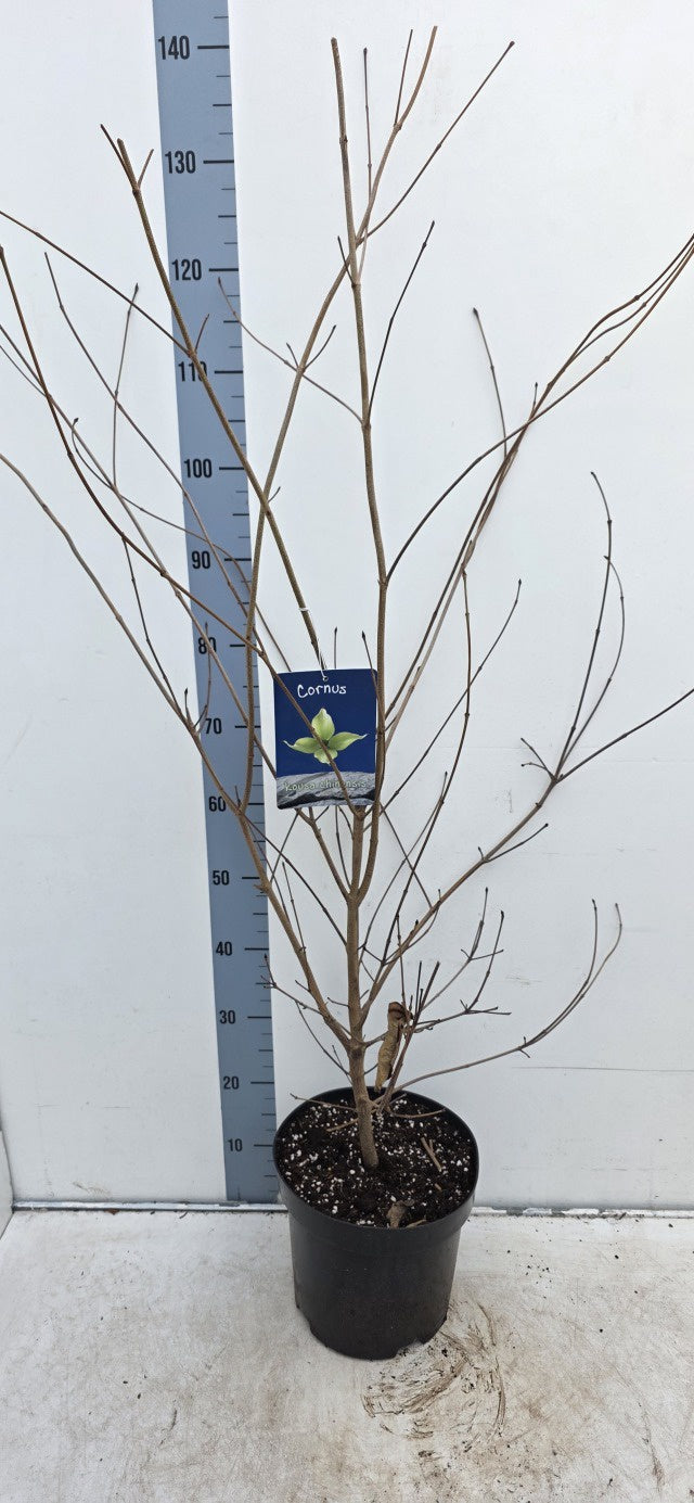 Cornus Kousa Chinensis / C7,5 - 125cm-Easy Garden Centre
