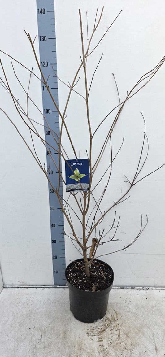 Cornus Kousa Chinensis / C7,5 - 125cm-Easy Garden Centre
