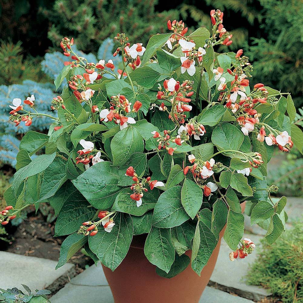 Dwarf Runner Bean Hestia-Easy Garden Centre