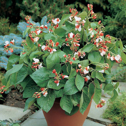 Dwarf Runner Bean Hestia-Easy Garden Centre