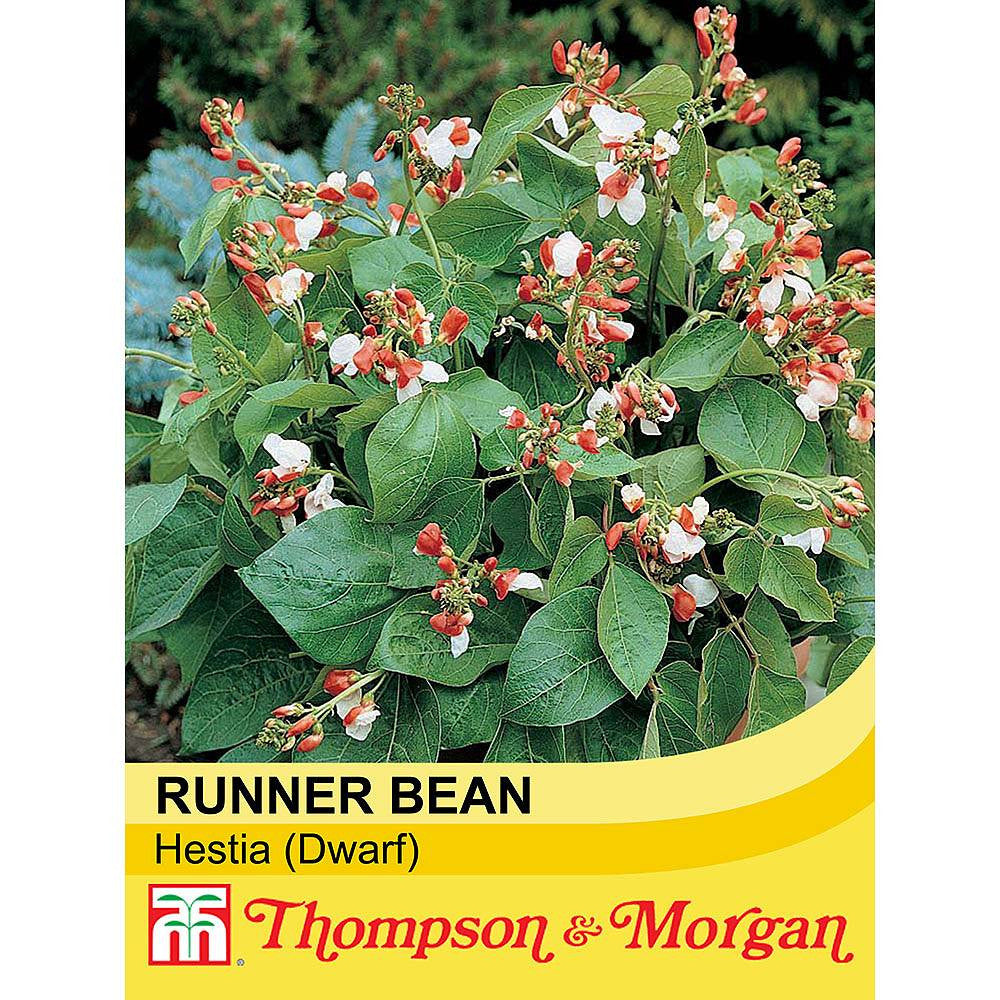 Dwarf Runner Bean Hestia-Easy Garden Centre