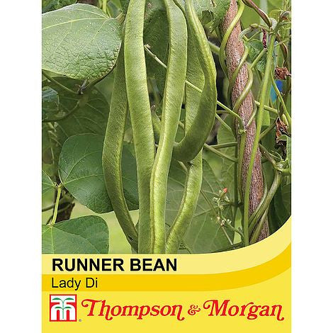 Runner Bean Lady Di-Easy Garden Centre