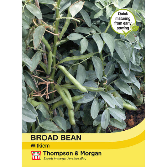 Broad Bean Witkiem-Easy Garden Centre