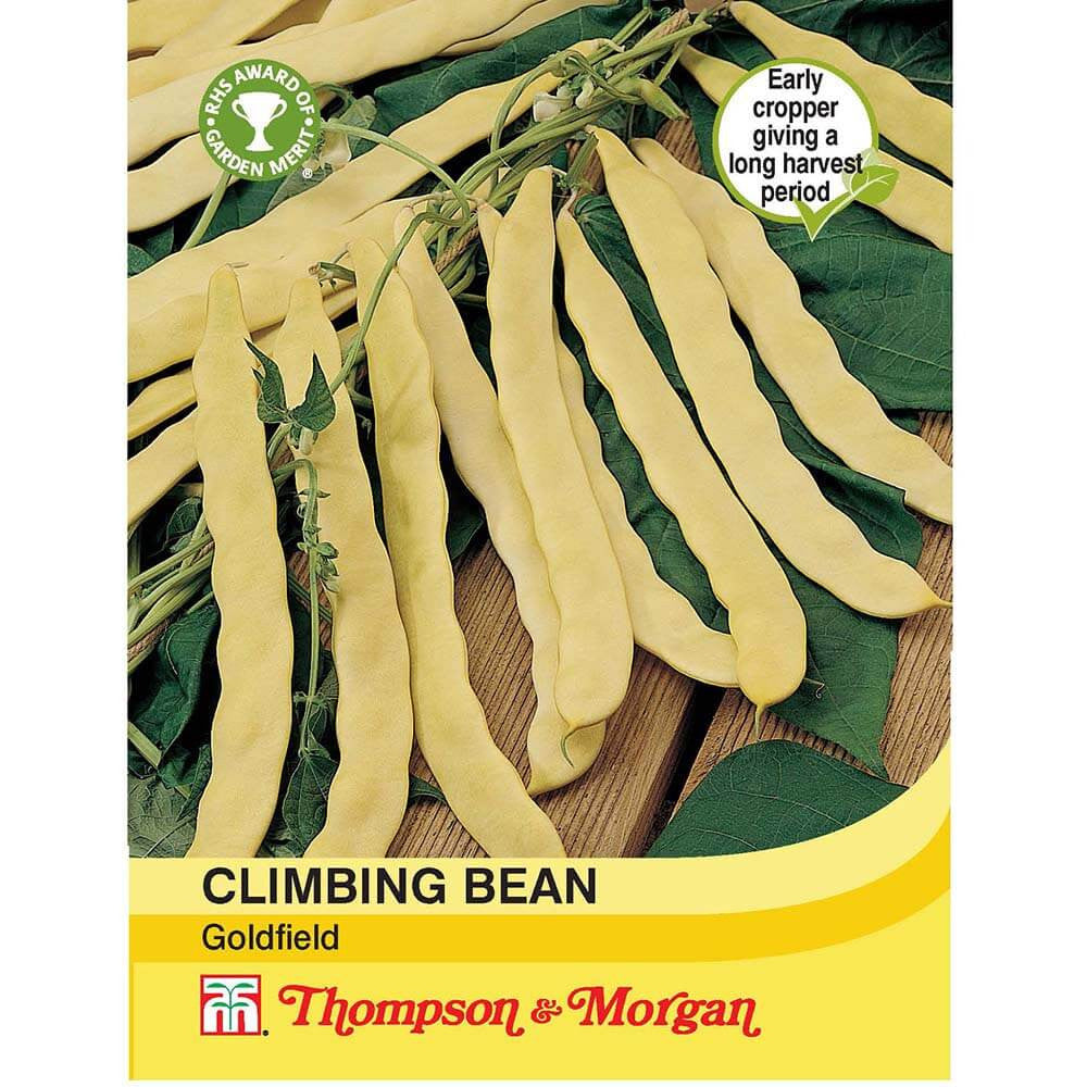 Climbing Bean Goldfield-Easy Garden Centre