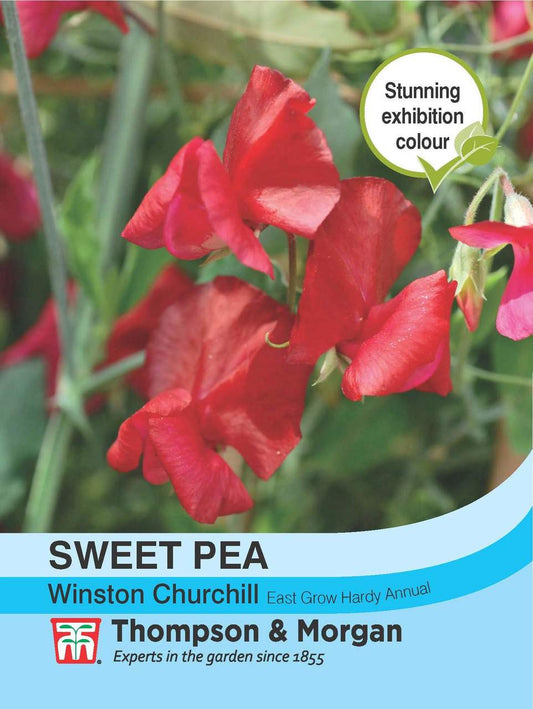 Sweet Pea Winston Churchill-Easy Garden Centre