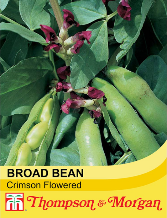 Broad Bean Crimson Flowered-Easy Garden Centre
