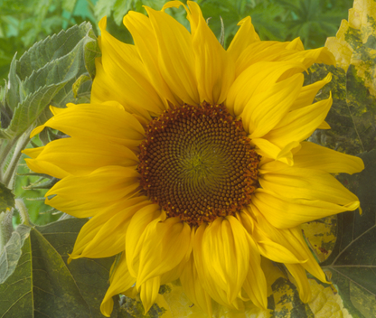 Sunflower Sunspot-Easy Garden Centre