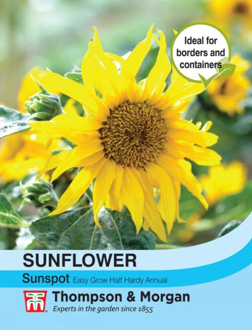 Sunflower Sunspot-Easy Garden Centre