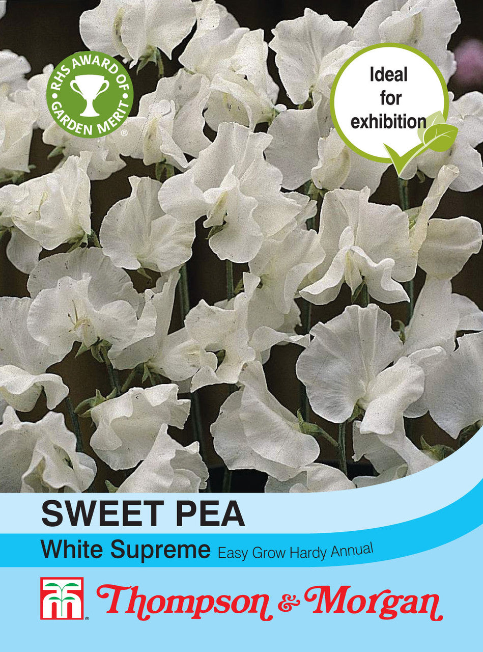 Sweet Pea White Supreme-Easy Garden Centre