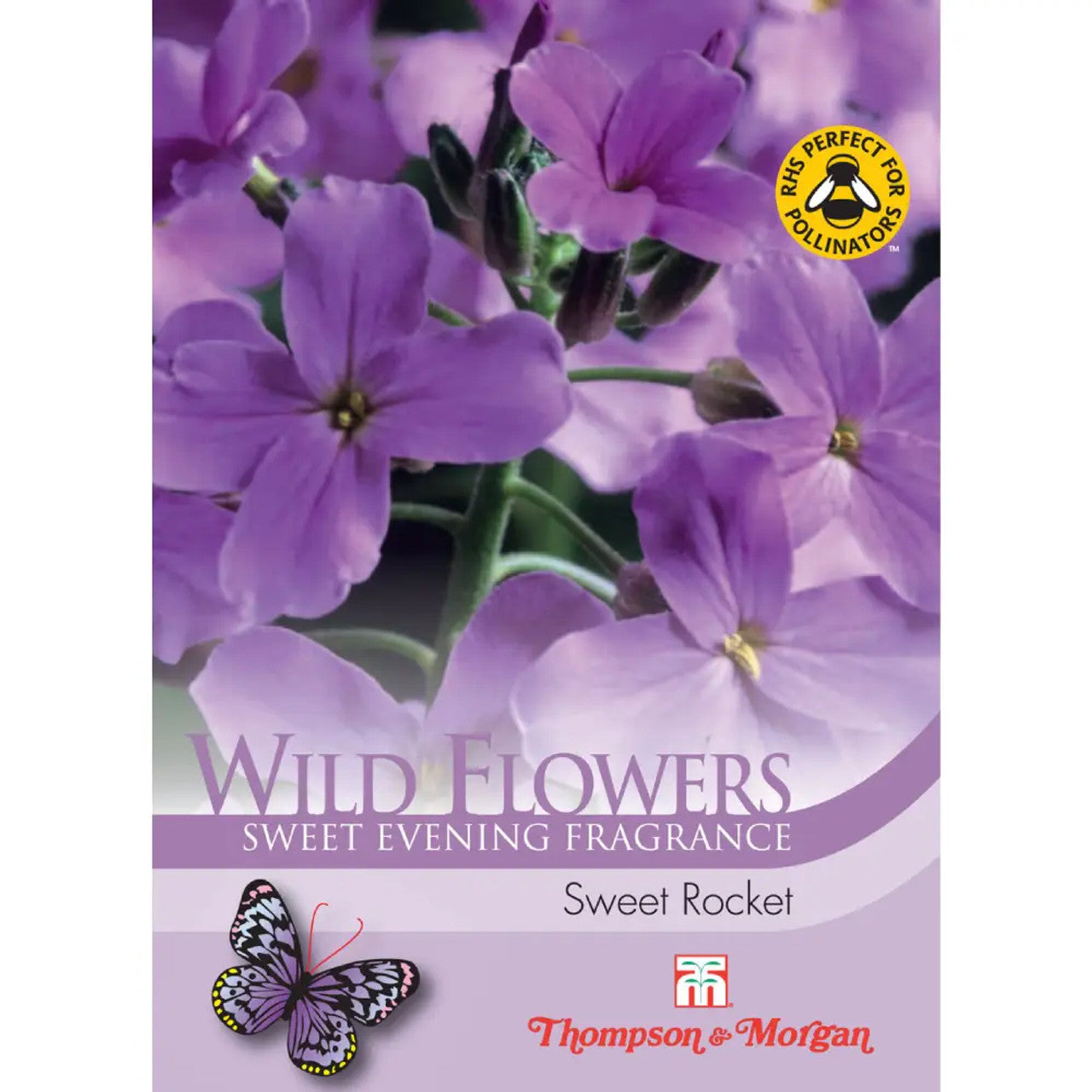 Wild Flower Sweet Rocket-Easy Garden Centre