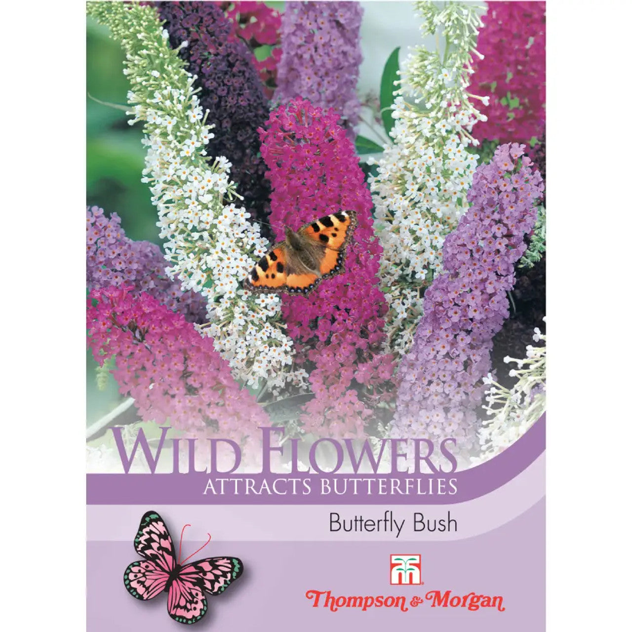 Wild Flower Butterfly Bush-Easy Garden Centre