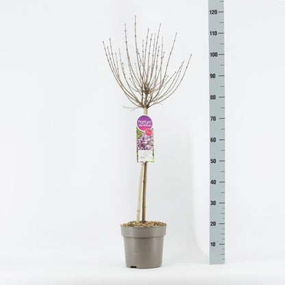 Syringa Meyeri Palabin Stem / C6 - 120cm-Easy Garden Centre