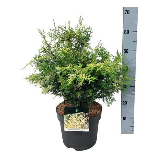 Chamaecyparis Obtusa Lucas / C7,5 70cm-Easy Garden Centre