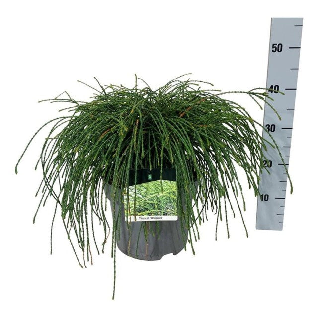 Thuja Plicata Whipcord / C7,5 70cm-Easy Garden Centre