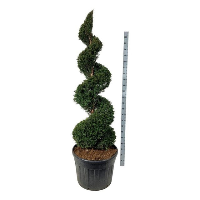 Taxus Baccata Spiral / C130 240cm-Easy Garden Centre