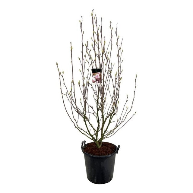 Magnolia Soulangeana / C55 - 240cm-Easy Garden Centre