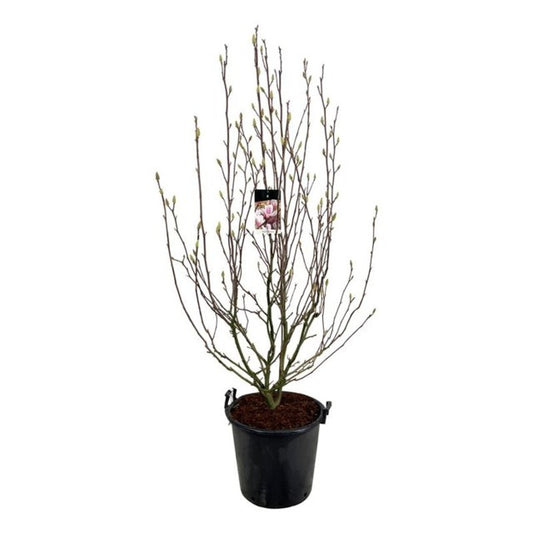 Magnolia Soulangeana / C55 - 240cm-Easy Garden Centre