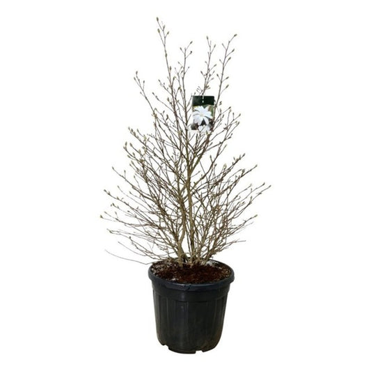 Magnolia Stellata / C55 - 180cm-Easy Garden Centre